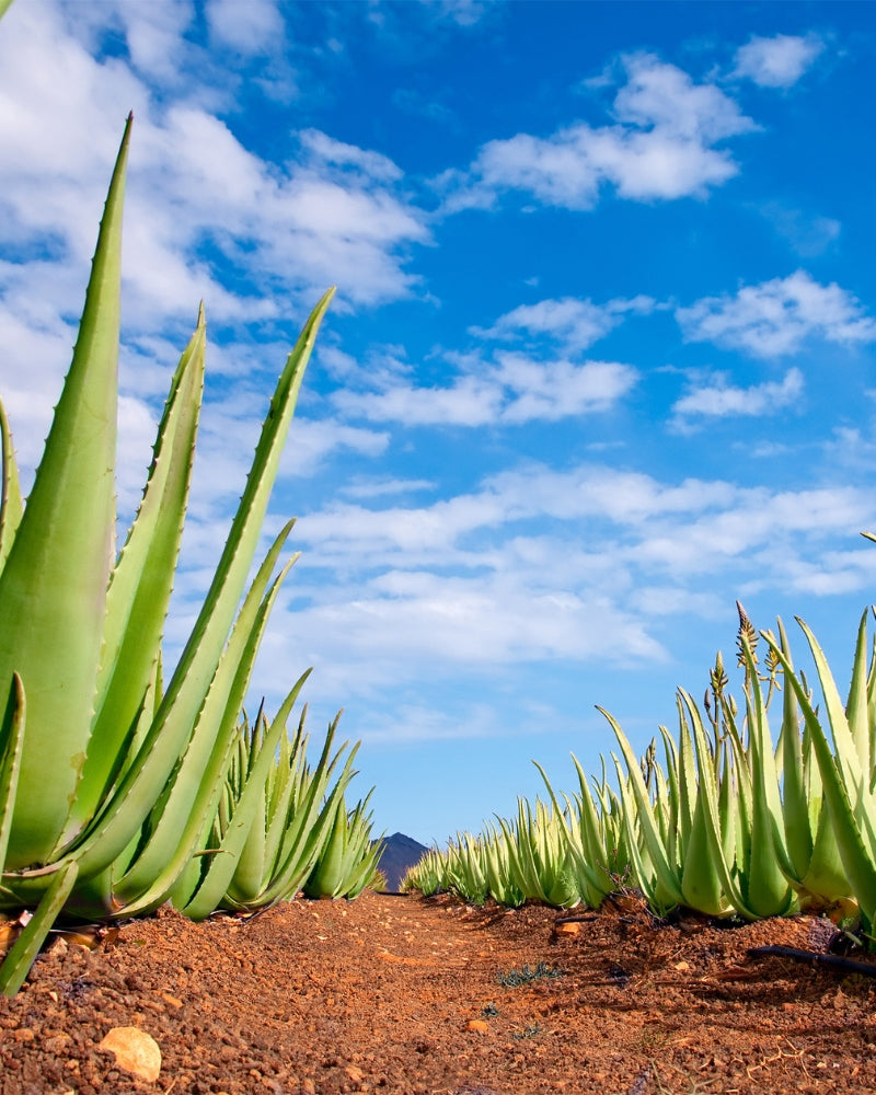 Organic Aloe Vera Gel ingredient plant