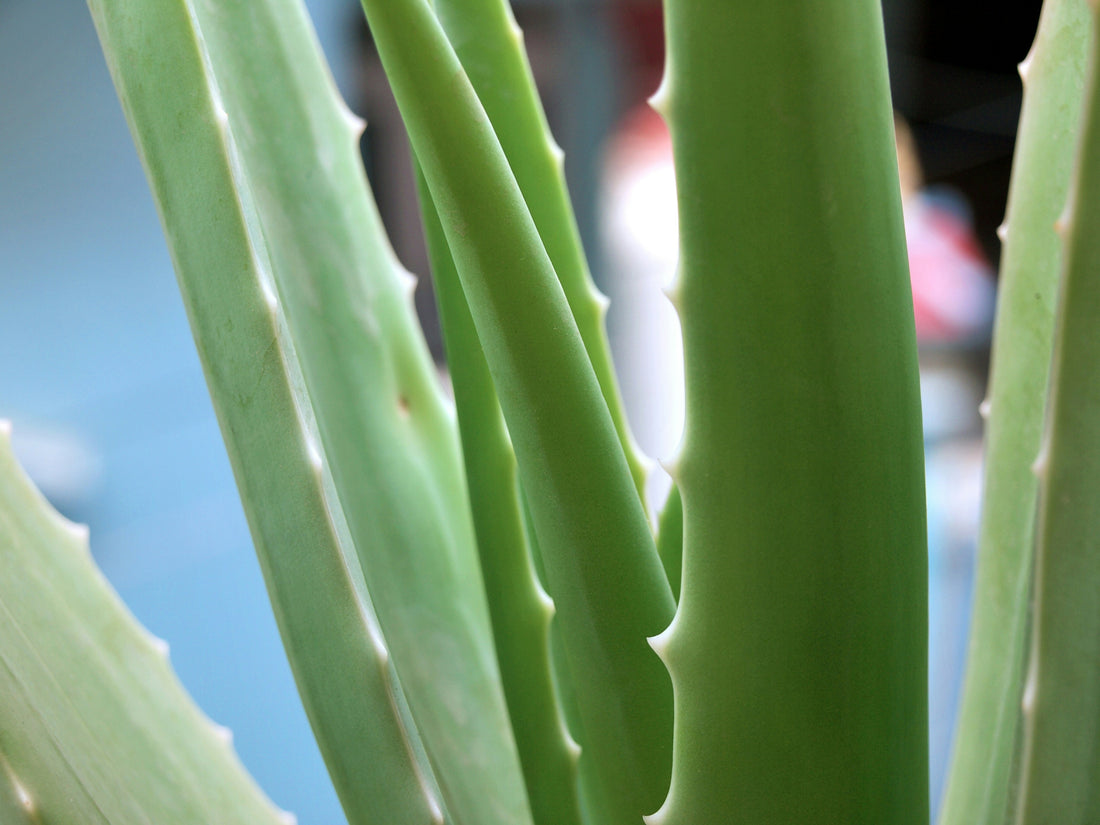 Aloe Vera: Nature’s Soothing Wonder for Your Family’s Summer Skincare
